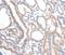 VANGL Planar Cell Polarity Protein 1 antibody, MBS2517889, MyBioSource, Immunohistochemistry paraffin image 