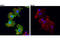 Sodium-dependent phosphate transport protein 2B antibody, 66445S, Cell Signaling Technology, Immunocytochemistry image 