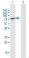 Membrane Palmitoylated Protein 7 antibody, H00143098-B01P-50ug, Novus Biologicals, Western Blot image 