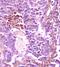 Fms Related Tyrosine Kinase 1 antibody, AF321, R&D Systems, Western Blot image 