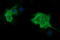 Tubulin Beta 1 Class VI antibody, LS-C174808, Lifespan Biosciences, Immunofluorescence image 