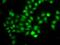 Mitotic Arrest Deficient 1 Like 1 antibody, GTX32710, GeneTex, Immunofluorescence image 