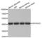 SH3 Domain Containing GRB2 Like, Endophilin B1 antibody, LS-C333536, Lifespan Biosciences, Western Blot image 