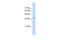 RALY Heterogeneous Nuclear Ribonucleoprotein antibody, PA5-40651, Invitrogen Antibodies, Western Blot image 