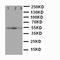 KST antibody, LS-C312794, Lifespan Biosciences, Western Blot image 