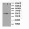 Serpin Family A Member 4 antibody, LS-C312794, Lifespan Biosciences, Western Blot image 