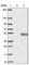 Chromosome 16 Open Reading Frame 70 antibody, HPA041131, Atlas Antibodies, Western Blot image 