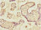 Ephrin B2 antibody, LS-C675707, Lifespan Biosciences, Immunohistochemistry paraffin image 