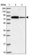 Mitogen-Activated Protein Kinase Kinase Kinase 12 antibody, NBP1-85013, Novus Biologicals, Western Blot image 