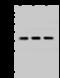 Transmembrane Protein 38A antibody, 202637-T42, Sino Biological, Western Blot image 
