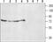 Adrenoceptor Alpha 2B antibody, PA5-77287, Invitrogen Antibodies, Western Blot image 