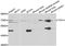 Transcription Factor 4 antibody, LS-C331289, Lifespan Biosciences, Western Blot image 