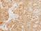 Tuftelin 1 antibody, GTX115014, GeneTex, Immunohistochemistry paraffin image 