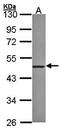 Zinc Finger Protein 277 antibody, orb69901, Biorbyt, Western Blot image 