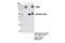 Autophagy Related 9A antibody, 13509S, Cell Signaling Technology, Western Blot image 