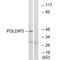 DNA Polymerase Delta Interacting Protein 3 antibody, A02748, Boster Biological Technology, Western Blot image 
