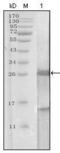 Kallikrein Related Peptidase 3 antibody, 252744, Abbiotec, Western Blot image 