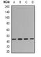 Fibromodulin antibody, abx141847, Abbexa, Western Blot image 