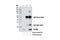 Interferon Induced Transmembrane Protein 2 antibody, 13530S, Cell Signaling Technology, Immunoprecipitation image 