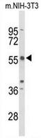 Tandem C2 Domains, Nuclear antibody, AP54137PU-N, Origene, Western Blot image 