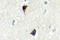 Adrenoceptor Alpha 1A antibody, LS-C176867, Lifespan Biosciences, Immunohistochemistry paraffin image 