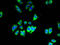 Solute Carrier Family 35 Member B1 antibody, A63442-100, Epigentek, Immunofluorescence image 