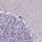 Zinc Finger Protein 333 antibody, HPA043973, Atlas Antibodies, Immunohistochemistry frozen image 