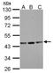 Actin Gamma 1 antibody, TA308842, Origene, Western Blot image 