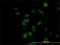 CDK5 Regulatory Subunit Associated Protein 3 antibody, H00080279-M01, Novus Biologicals, Immunofluorescence image 