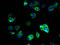 Synaptic Vesicle Glycoprotein 2B antibody, A61210-100, Epigentek, Immunofluorescence image 