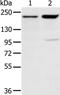 Lysine Demethylase 5A antibody, PA5-50741, Invitrogen Antibodies, Western Blot image 