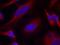 Protein Kinase D1 antibody, A01455-1, Boster Biological Technology, Immunofluorescence image 