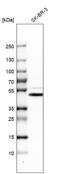 E74 Like ETS Transcription Factor 3 antibody, HPA003316, Atlas Antibodies, Western Blot image 
