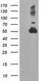 Tubulin Alpha Like 3 antibody, NBP2-01476, Novus Biologicals, Western Blot image 
