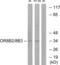 Olfactory Receptor Family 8 Subfamily B Member 2 antibody, LS-C120915, Lifespan Biosciences, Western Blot image 