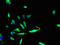 Zinc Finger GRF-Type Containing 1 antibody, LS-C398958, Lifespan Biosciences, Immunofluorescence image 