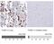 Phospholipase B Domain Containing 1 antibody, NBP2-37893, Novus Biologicals, Immunohistochemistry paraffin image 