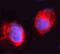 Rho Guanine Nucleotide Exchange Factor 1 antibody, PB10045, Boster Biological Technology, Immunofluorescence image 