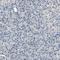 RASD Family Member 2 antibody, HPA005839, Atlas Antibodies, Immunohistochemistry frozen image 