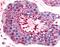 Bestrophin 2 antibody, NB110-55620, Novus Biologicals, Immunohistochemistry paraffin image 