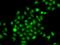 COP9 Signalosome Subunit 2 antibody, GTX64652, GeneTex, Immunofluorescence image 