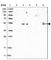 Septin-4 antibody, HPA021587, Atlas Antibodies, Western Blot image 