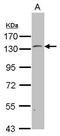 Pleckstrin And Sec7 Domain Containing antibody, GTX118290, GeneTex, Western Blot image 