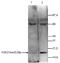 Histone H3 antibody, TA347170, Origene, Western Blot image 