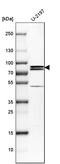 Patatin Like Phospholipase Domain Containing 8 antibody, PA5-54141, Invitrogen Antibodies, Western Blot image 