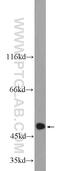 Acidic Residue Methyltransferase 1 antibody, 25124-1-AP, Proteintech Group, Western Blot image 