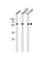 DNA Polymerase Delta 2, Accessory Subunit antibody, abx034852, Abbexa, Western Blot image 