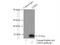 Lactate Dehydrogenase A antibody, 19987-1-AP, Proteintech Group, Immunoprecipitation image 