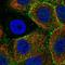 Epsin 3 antibody, HPA063224, Atlas Antibodies, Immunofluorescence image 