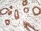 High Mobility Group Box 1 antibody, NBP2-27395, Novus Biologicals, Immunohistochemistry frozen image 